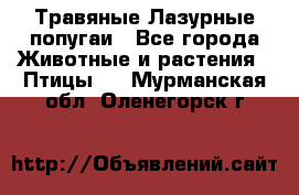 Травяные Лазурные попугаи - Все города Животные и растения » Птицы   . Мурманская обл.,Оленегорск г.